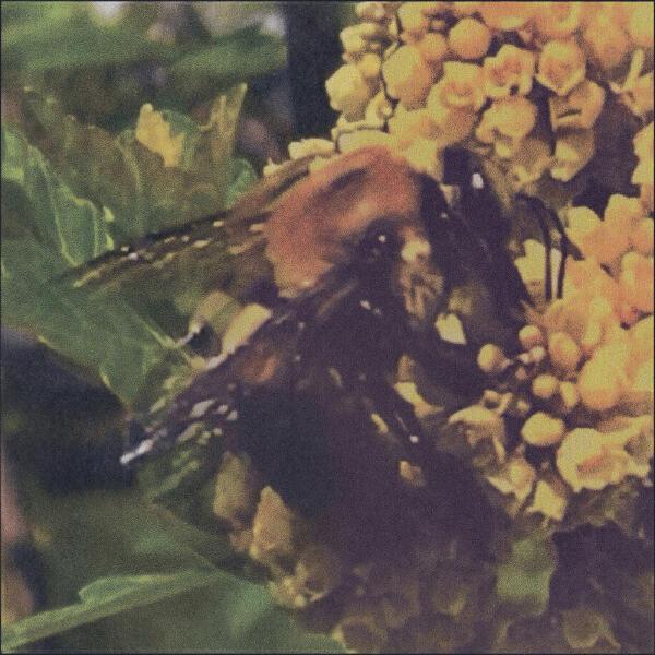 BRONCHO - You Got Me