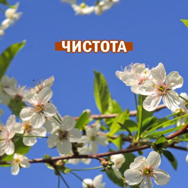 Глас вокальный проект - Радость моя